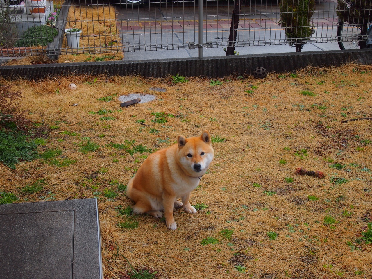 五大联赛是否开始复兴双前锋经典组合打法