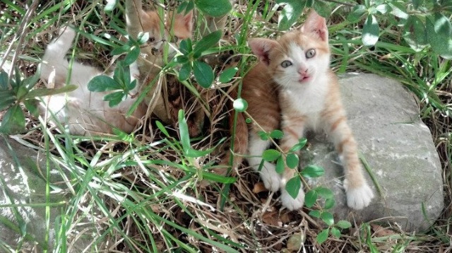 kaiyun体育综合-国际米兰防线稳定化解对方冲击，国际米兰战术